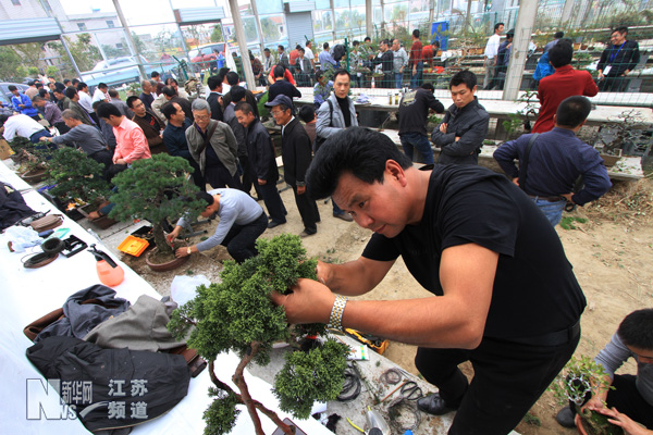 全国首届盆景高级技师考评在南通举行 - 园林资讯 - 中国园林网