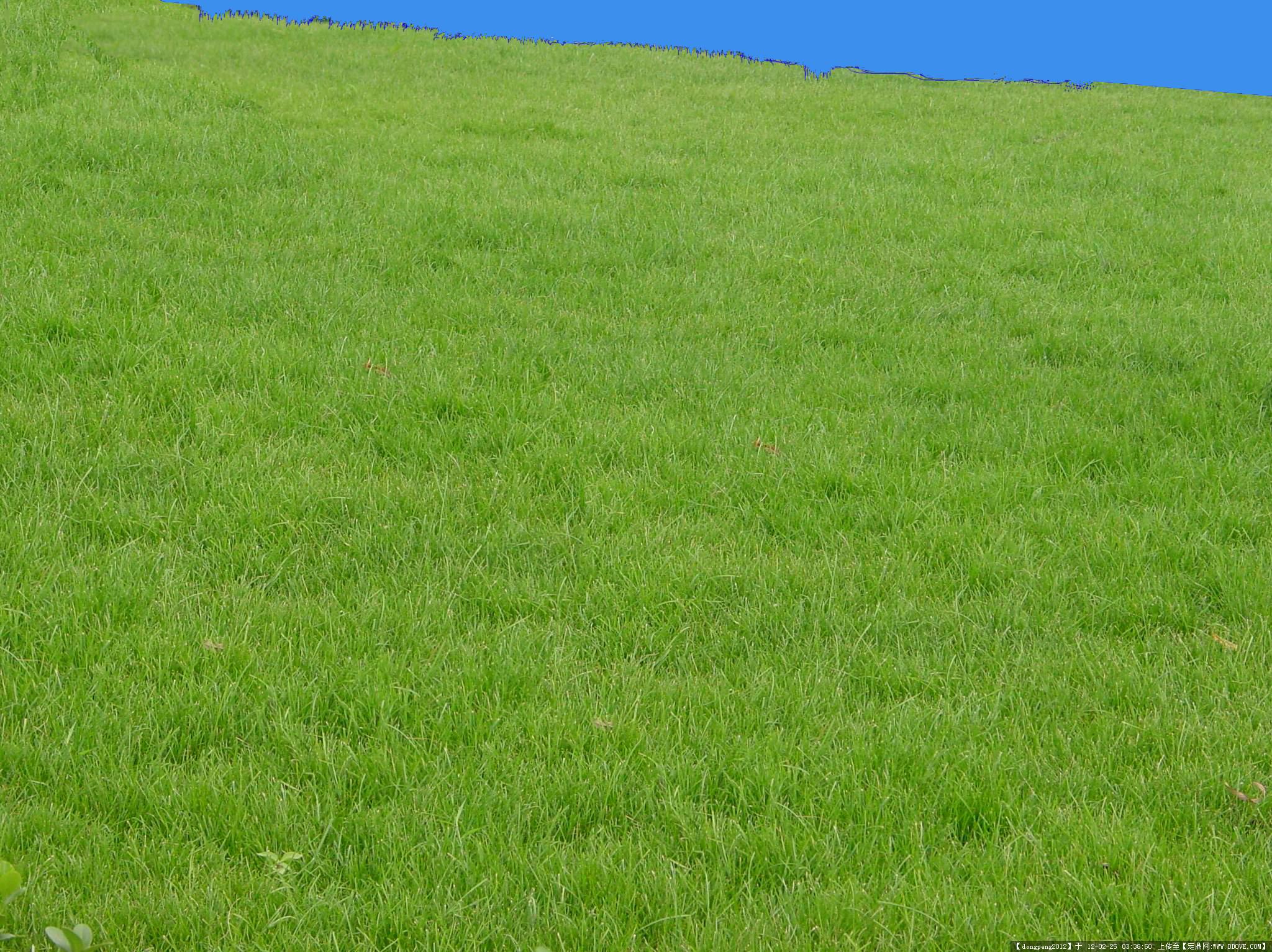 草、绿色、新鲜 - 免费可商用图片 - CC0素材网