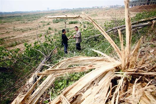 8年速生林遇上征地补偿未谈妥 襄阳万余树木遭