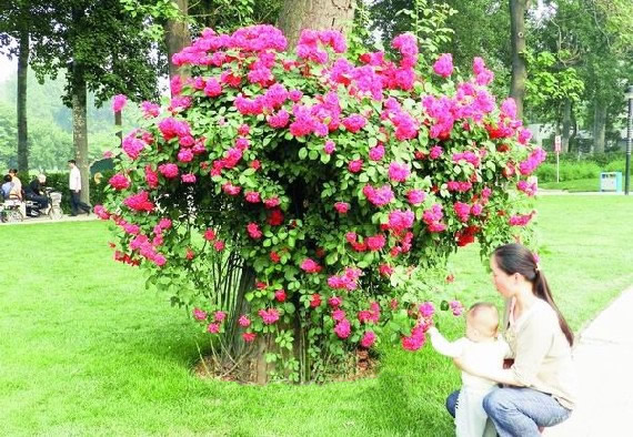 郑州人民公园的高大乔木穿上了月季长裙 - 园