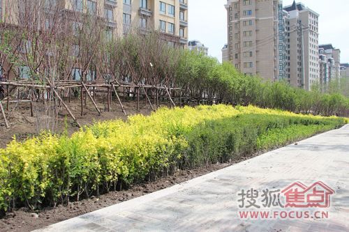 哈尔滨:哈西阳光游园绿化工程完工 打造哈西景