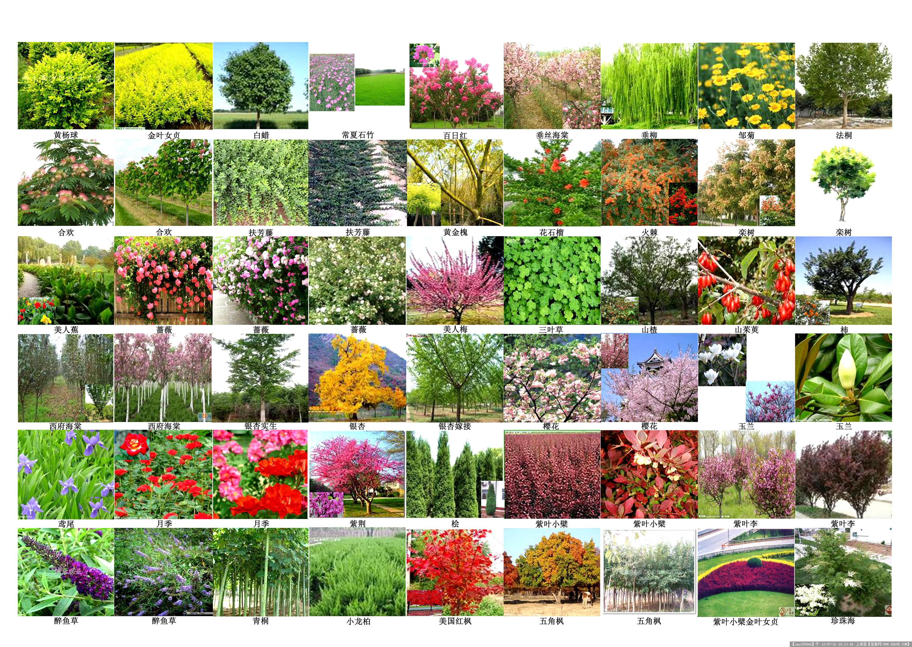 常见树木图片的图片浏览,园林节点照片,植物,园林景观设计施工图纸资料下载_定鼎园林
