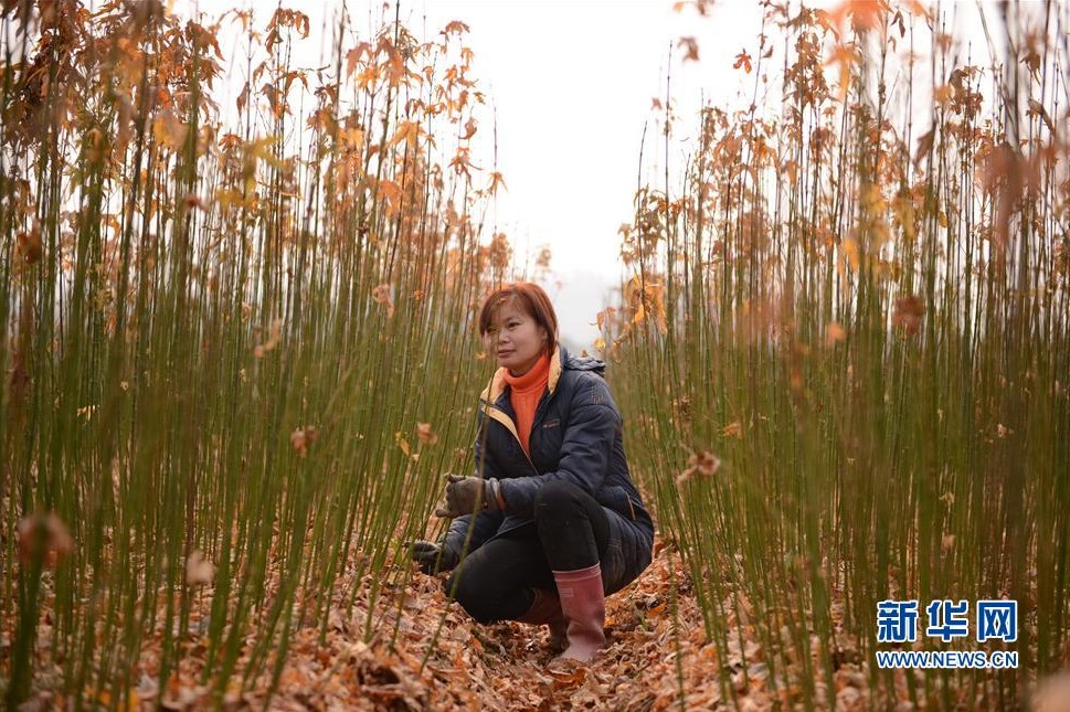 江西奉新:因地制宜 植树致富 - 园林资讯 - 中国